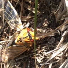 Cyclochila australasiae at Geehi, NSW - 26 Dec 2019