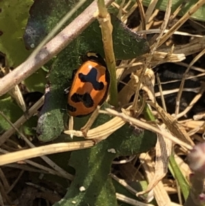 Coccinella transversalis at Geehi, NSW - 26 Dec 2019