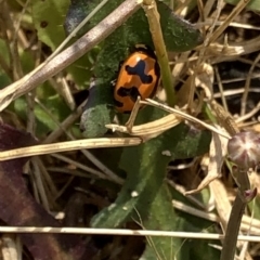 Coccinella transversalis at Geehi, NSW - 26 Dec 2019