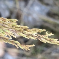 Unidentified Grass at Geehi, NSW - 26 Dec 2019 by Jubeyjubes
