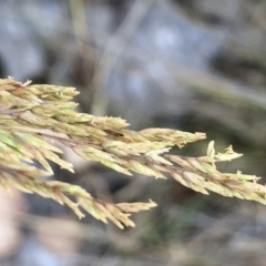 Nassella trichotoma at Geehi, NSW - 26 Dec 2019 by Jubeyjubes