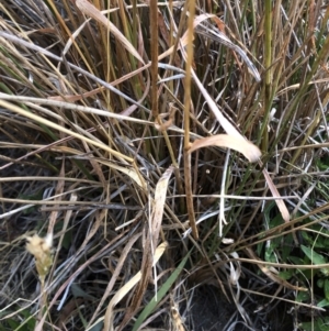 Anthoxanthum odoratum at Geehi, NSW - 26 Dec 2019 03:02 PM