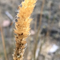 Anthoxanthum odoratum at Geehi, NSW - 26 Dec 2019 03:02 PM