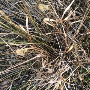 Anthoxanthum odoratum at Geehi, NSW - 26 Dec 2019 03:02 PM