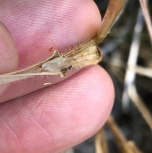 Anthoxanthum odoratum at Geehi, NSW - 26 Dec 2019 03:02 PM