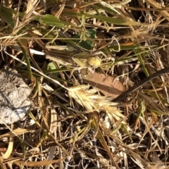 Gastrimargus musicus (Yellow-winged Locust or Grasshopper) at Geehi, NSW - 26 Dec 2019 by Jubeyjubes