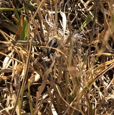 Tasmanicosa sp. (genus) (Unidentified Tasmanicosa wolf spider) at Kosciuszko National Park - 26 Dec 2019 by Jubeyjubes