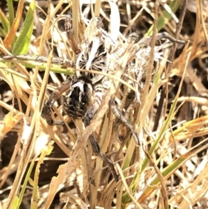 Tasmanicosa sp. (genus) at Geehi, NSW - 26 Dec 2019