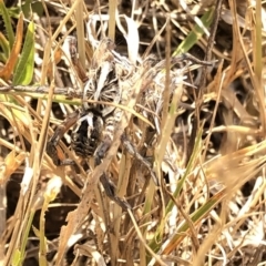 Tasmanicosa sp. (genus) at Geehi, NSW - 26 Dec 2019