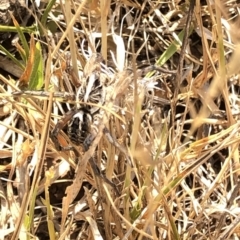 Tasmanicosa sp. (genus) at Geehi, NSW - 26 Dec 2019