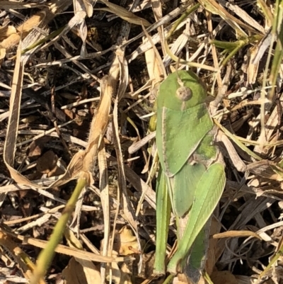 Gastrimargus musicus (Yellow-winged Locust or Grasshopper) at Geehi, NSW - 26 Dec 2019 by Jubeyjubes