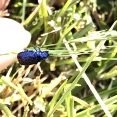 Diphucephala sp. (genus) at Geehi, NSW - 26 Dec 2019