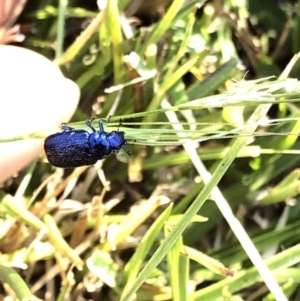 Diphucephala sp. (genus) at Geehi, NSW - 26 Dec 2019