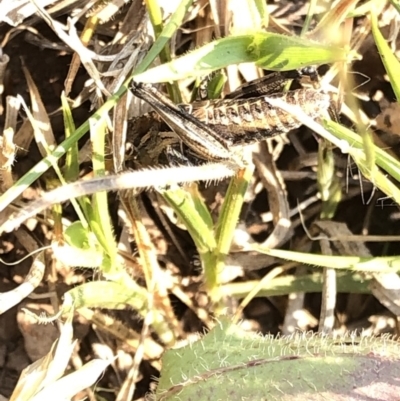 Acrididae sp. (family) (Unidentified Grasshopper) at Geehi, NSW - 26 Dec 2019 by Jubeyjubes