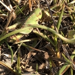 Gastrimargus musicus at Geehi, NSW - 26 Dec 2019 04:06 PM