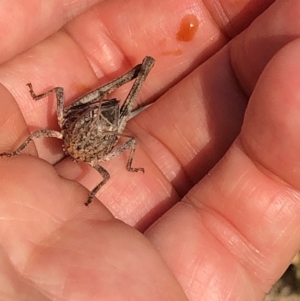 Acrididae sp. (family) at Geehi, NSW - 26 Dec 2019