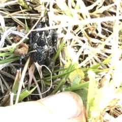 Acrididae sp. (family) at Geehi, NSW - 26 Dec 2019