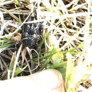 Acrididae sp. (family) at Geehi, NSW - 26 Dec 2019