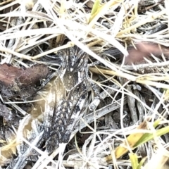 Acrididae sp. (family) at Geehi, NSW - 26 Dec 2019