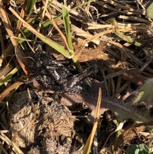 Acrididae sp. (family) at Geehi, NSW - 26 Dec 2019