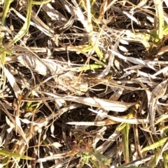 Unverified Grasshopper (several families) at Kosciuszko National Park - 26 Dec 2019 by Jubeyjubes