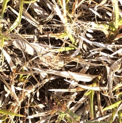 Unverified Grasshopper (several families) at Kosciuszko National Park - 26 Dec 2019 by Jubeyjubes