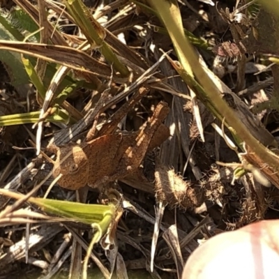 Unverified Grasshopper (several families) at Kosciuszko National Park - 26 Dec 2019 by Jubeyjubes
