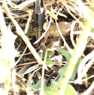 Unverified Grasshopper (several families) at Kosciuszko National Park - 26 Dec 2019 by Jubeyjubes