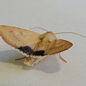 Australothis rubrescens at Crooked Corner, NSW - 22 Dec 2019