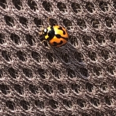 Coccinella transversalis at Geehi, NSW - 27 Dec 2019