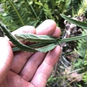 Verbena incompta at Geehi, NSW - 27 Dec 2019