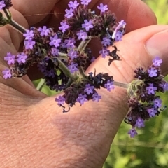 Verbena incompta at Geehi, NSW - 27 Dec 2019