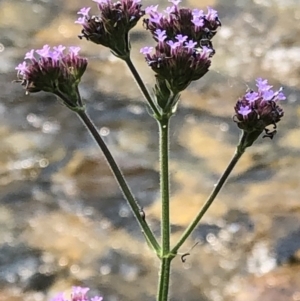 Verbena incompta at Geehi, NSW - 27 Dec 2019