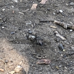 Sphecinae sp. (subfamily) (Unidentified Sand or Digger wasp) at Geehi, NSW - 27 Dec 2019 by Jubeyjubes