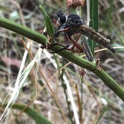 Zosteria sp. (genus) (Common brown robber fly) at Kosciuszko National Park - 27 Dec 2019 by Jubeyjubes