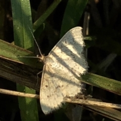 Scopula rubraria (Reddish Wave, Plantain Moth) at Kosciuszko National Park - 27 Dec 2019 by Jubeyjubes