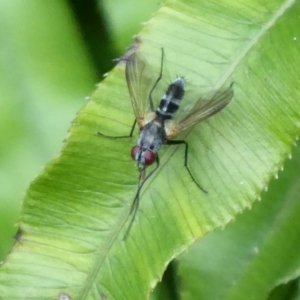 Tachinidae (family) at Acton, ACT - 24 Dec 2019