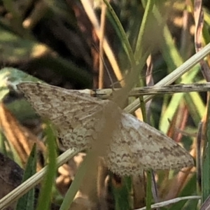 Scopula rubraria at Geehi, NSW - 27 Dec 2019