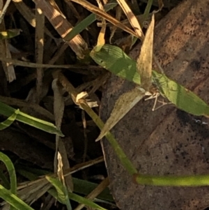 Scopula rubraria at Geehi, NSW - 27 Dec 2019