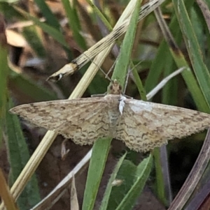 Scopula rubraria at Geehi, NSW - 27 Dec 2019