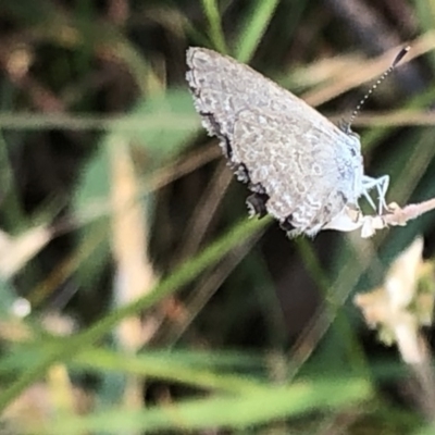 Zizina otis (Common Grass-Blue) at Kosciuszko National Park - 27 Dec 2019 by Jubeyjubes