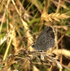 Zizina otis at Geehi, NSW - 27 Dec 2019