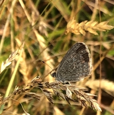 Zizina otis (Common Grass-Blue) at Kosciuszko National Park - 27 Dec 2019 by Jubeyjubes