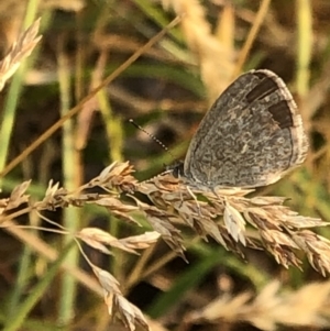 Zizina otis at Geehi, NSW - 27 Dec 2019