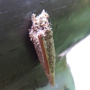 Psychidae (family) IMMATURE at Acton, ACT - 24 Dec 2019 12:05 PM