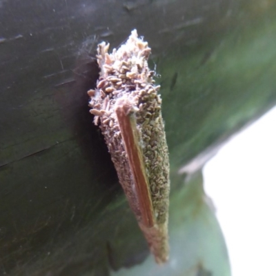Psychidae (family) IMMATURE (Unidentified case moth or bagworm) at Acton, ACT - 24 Dec 2019 by Christine