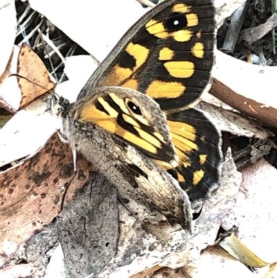 Geitoneura klugii (Marbled Xenica) at Geehi, NSW - 26 Dec 2019 by Jubeyjubes