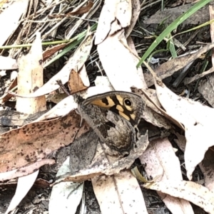 Geitoneura klugii at Geehi, NSW - 27 Dec 2019 10:27 AM