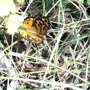 Heteronympha merope at Geehi, NSW - 27 Dec 2019 10:28 AM