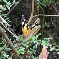 Heteronympha merope (Common Brown Butterfly) at Geehi, NSW - 27 Dec 2019 by Jubeyjubes